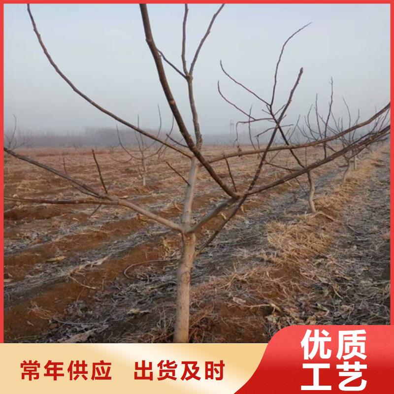 核桃苗黃金蘋(píng)果樹(shù)苗生產(chǎn)經(jīng)驗(yàn)豐富