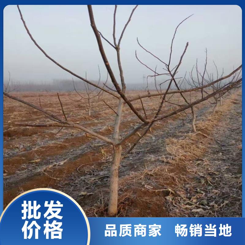 核桃苗果樹苗老品牌廠家