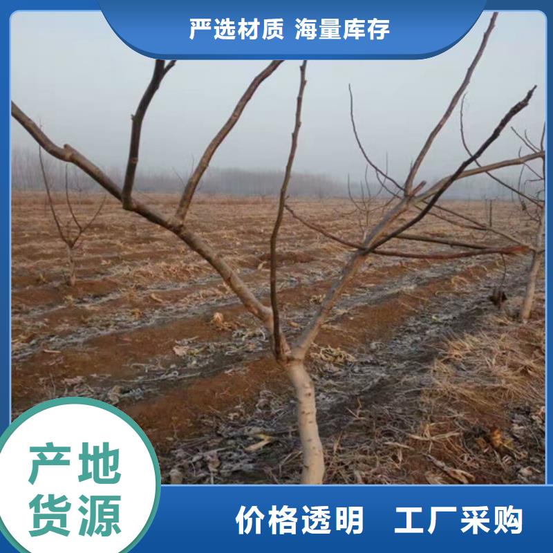 核桃苗_紅肉西梅優良材質
