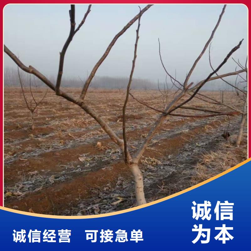 核桃苗_果樹苗工廠直供