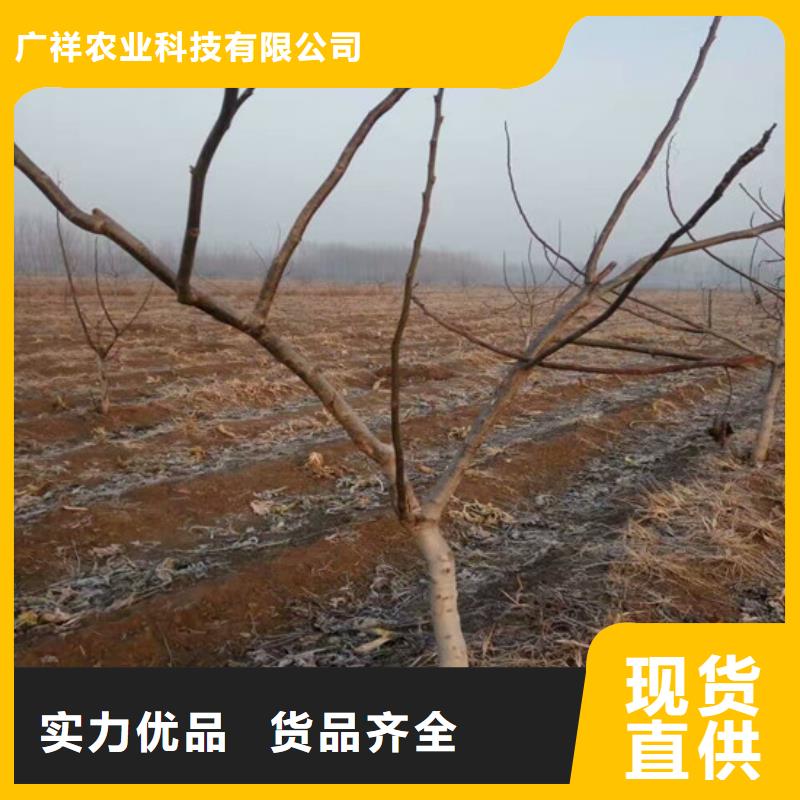 核桃苗冬雪蜜桃樹苗為您精心挑選