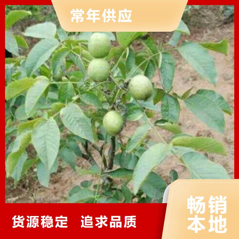 核桃苗冬雪蜜桃樹苗為您精心挑選