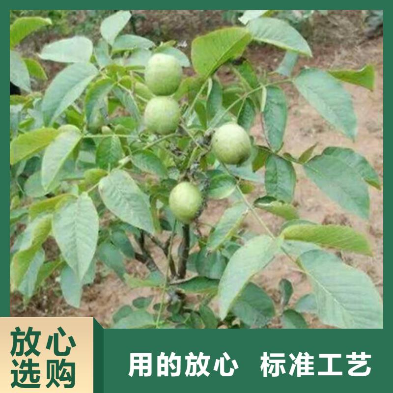 核桃苗徐香獼猴桃樹苗精選廠家好貨