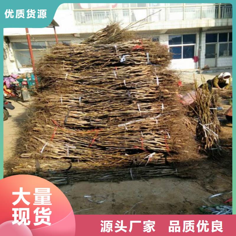 核桃苗,大棚草莓苗一站式供應廠家