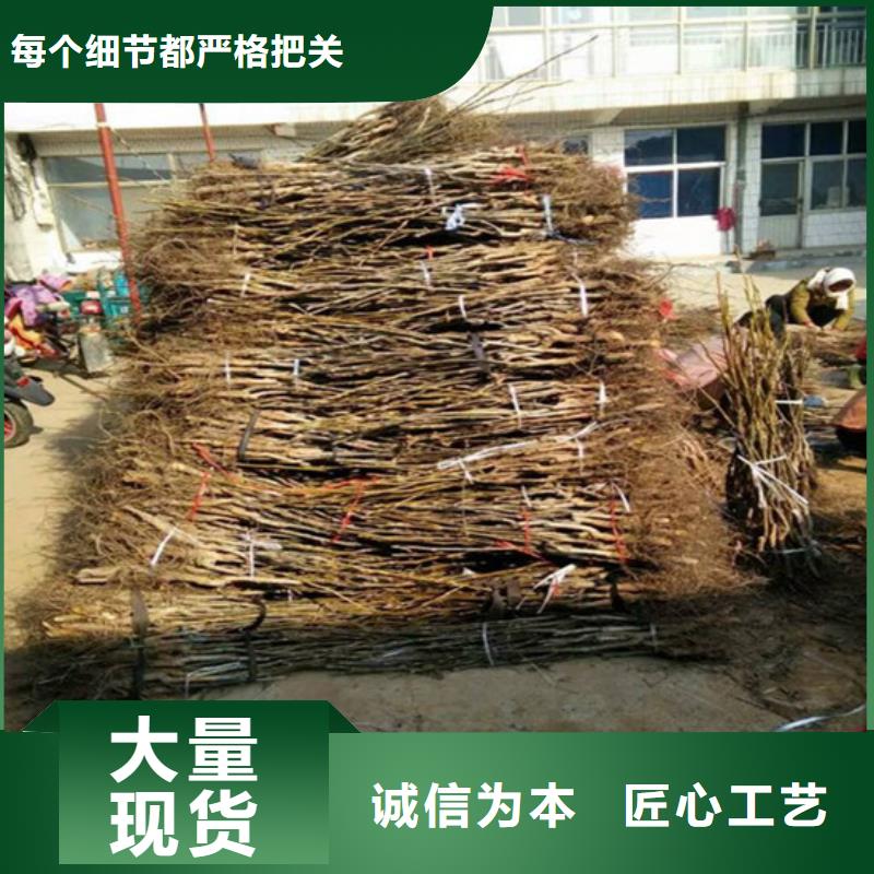 核桃苗無籽葡萄樹苗精益求精