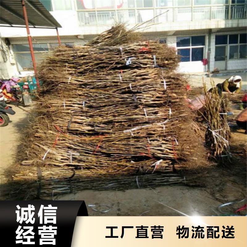 核桃苗大紅袍花椒苗產地工廠