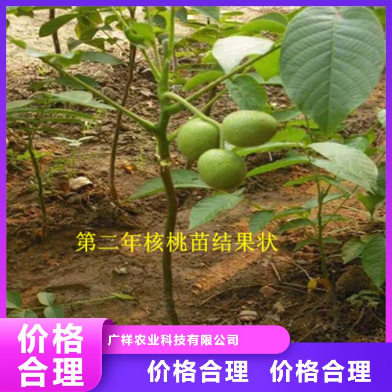 核桃苗果樹苗老品牌廠家