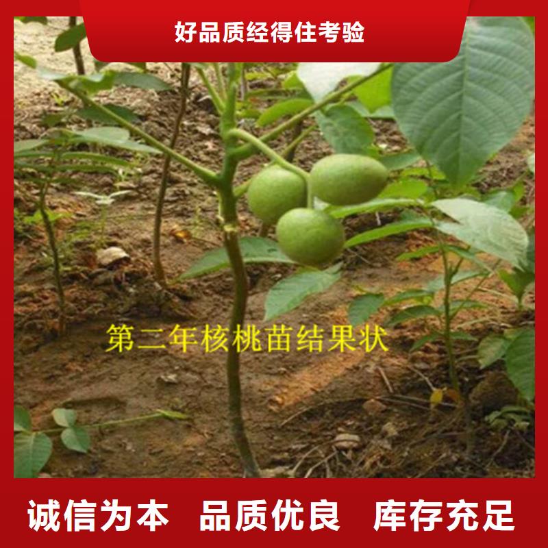 核桃苗_櫻桃苗基地制造生產銷售