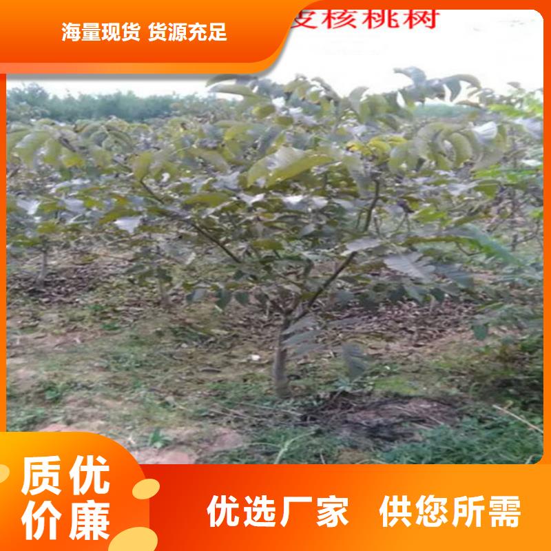 核桃苗蘋果苗基地用心服務