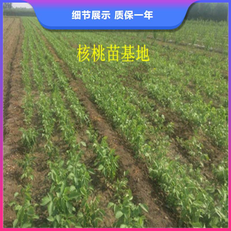 核桃苗草莓苗价格支持加工定制