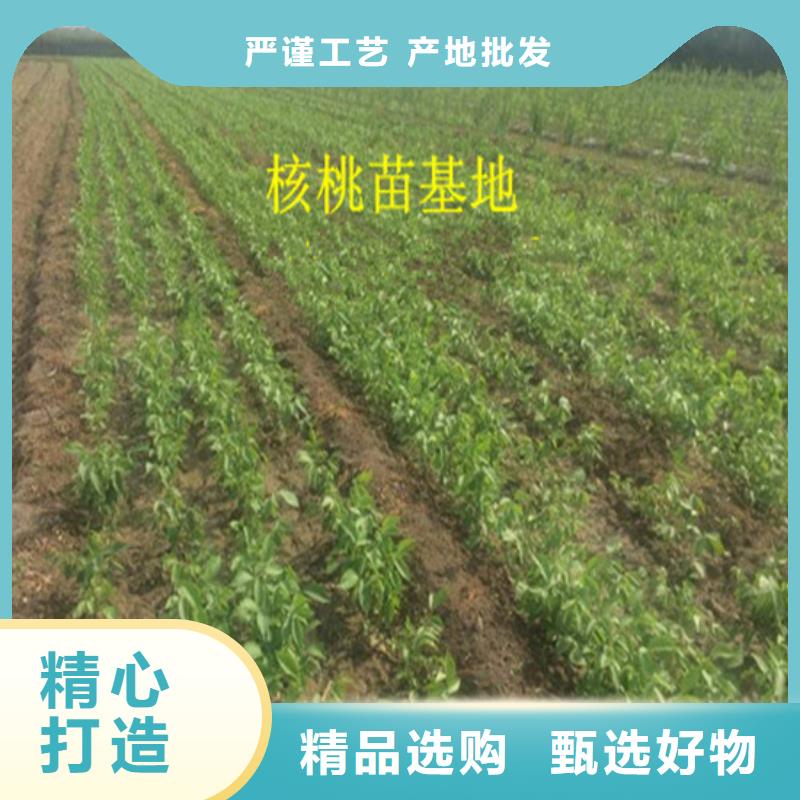 核桃苗,大棚草莓苗一站式供應廠家