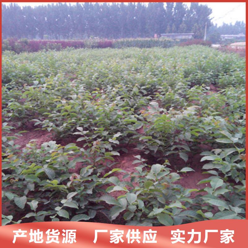 核桃苗蘋果苗基地用心服務