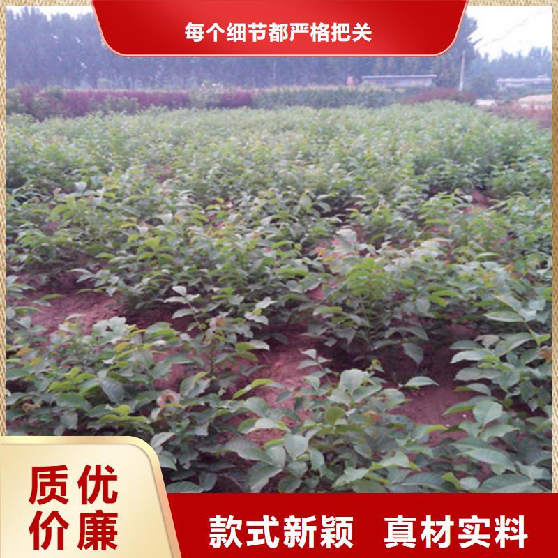 核桃苗紅油香椿樹苗追求細節品質