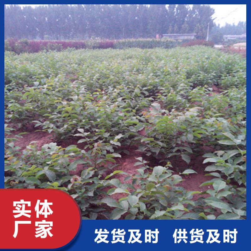 核桃苗蘋果苗基地用心服務(wù)