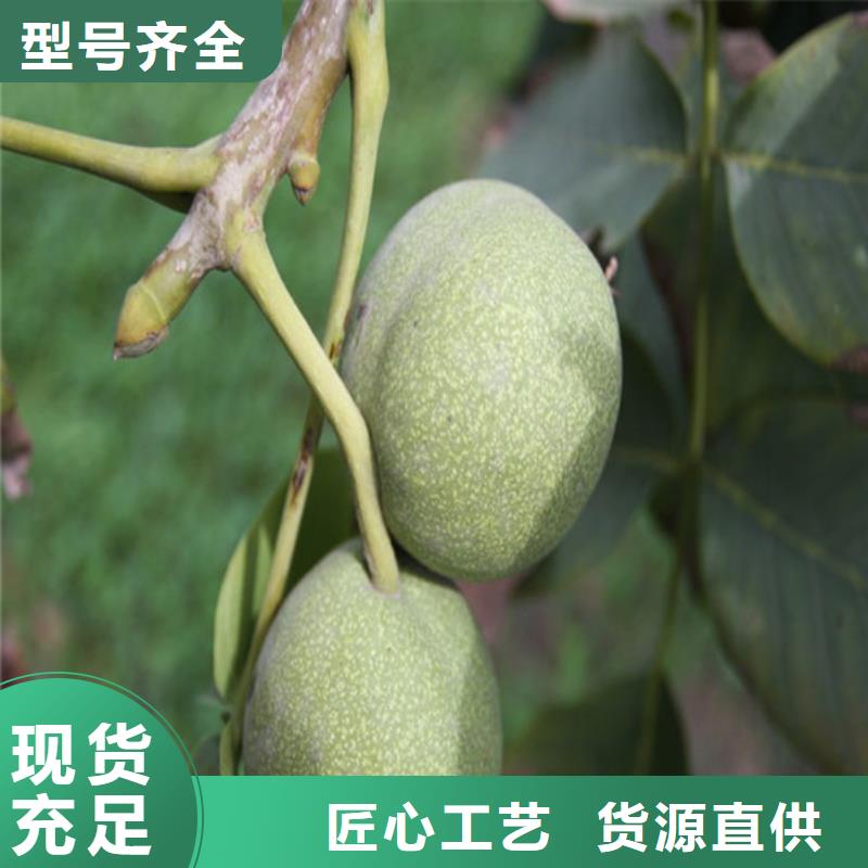 核桃苗柱狀梨樹苗實力才是硬道理