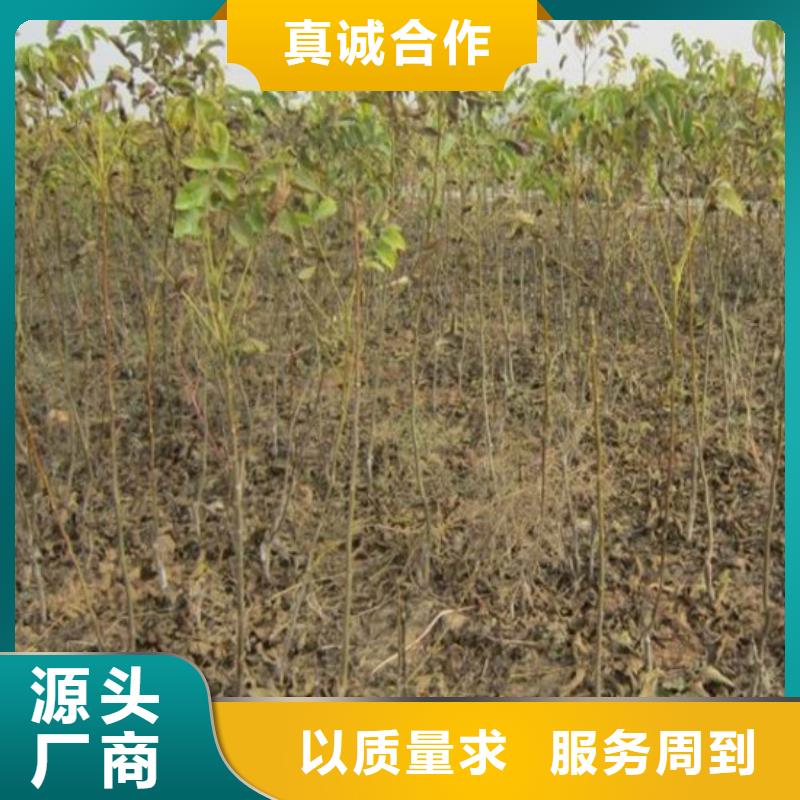 核桃苗_果樹苗批發基地高質量高信譽