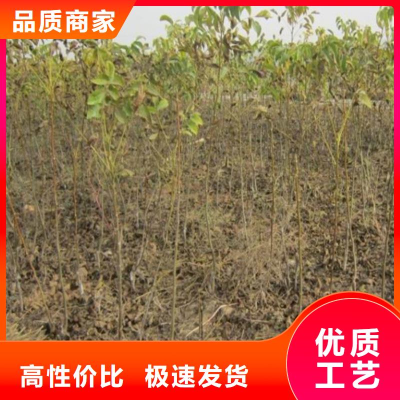 核桃苗【桃樹苗基地】廠家直銷規格多樣