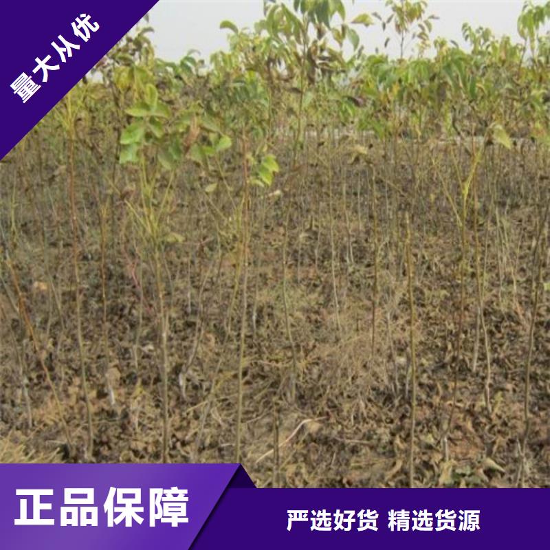 核桃苗蘋果苗源頭廠家