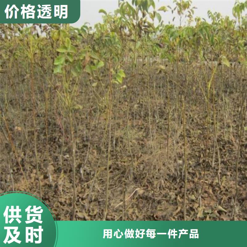 核桃苗大紅袍花椒苗產地工廠