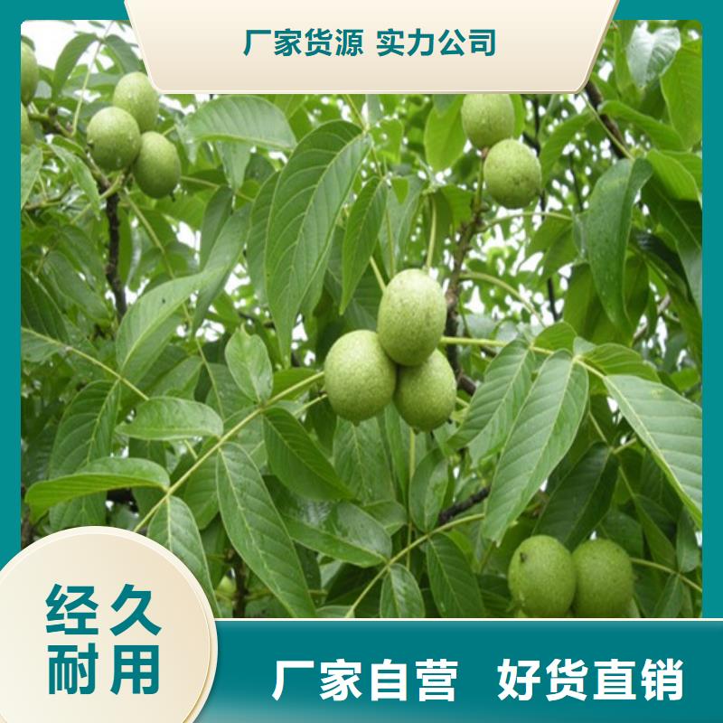 核桃苗紅油香椿樹(shù)苗可定制有保障