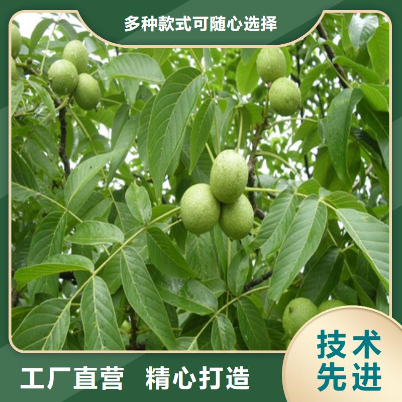 核桃苗,大棚草莓苗一站式供應廠家