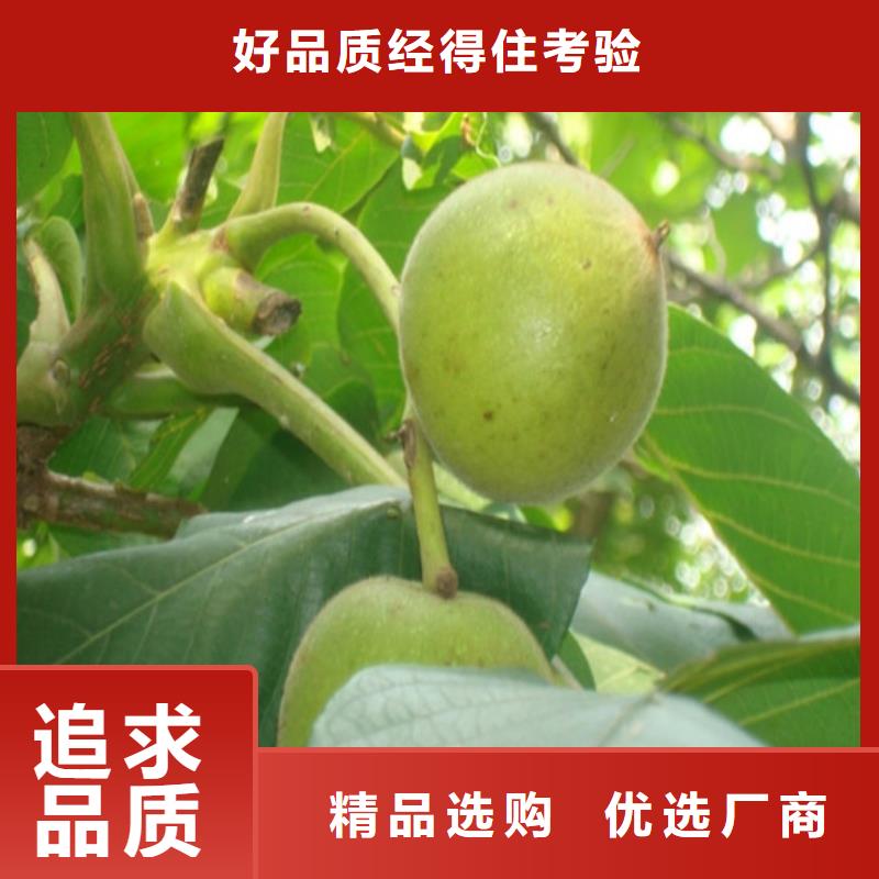 核桃苗梨樹苗品質好才是硬道理
