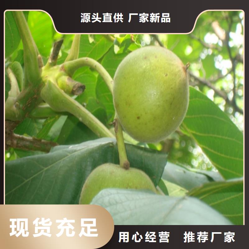 核桃苗梨樹苗大品牌值得信賴