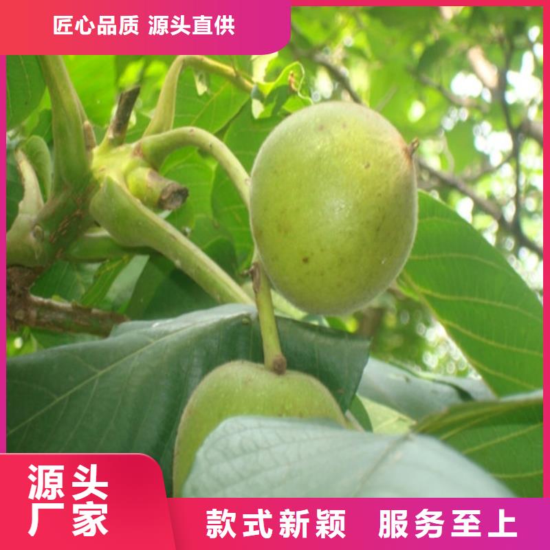 核桃苗,大棚草莓苗一站式供應廠家