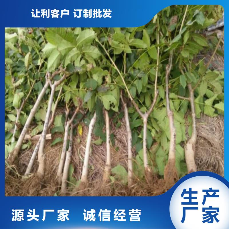 核桃苗_果樹苗工廠直供