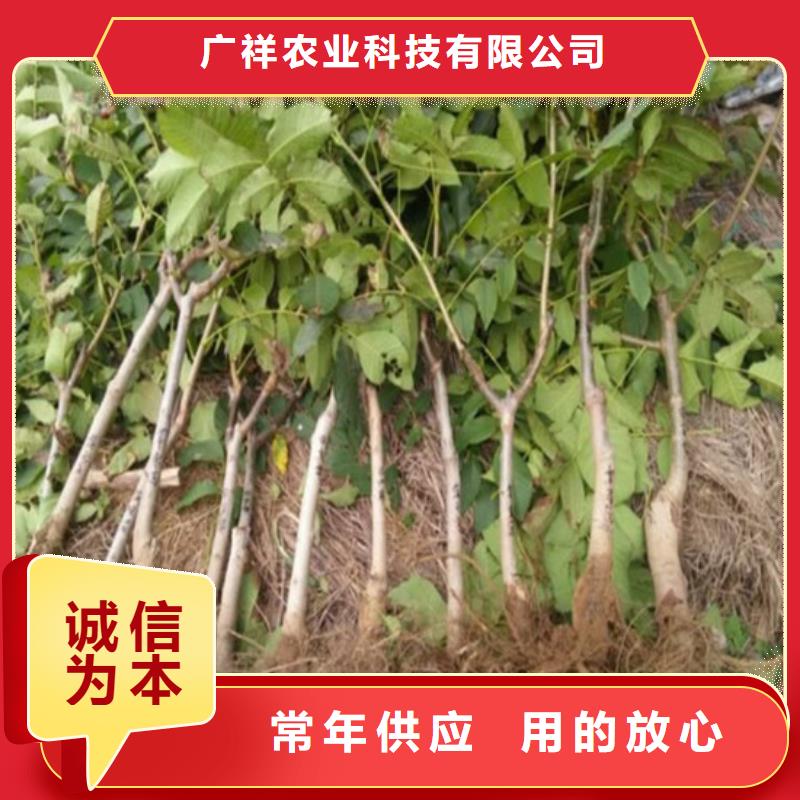 核桃苗果樹苗批發商