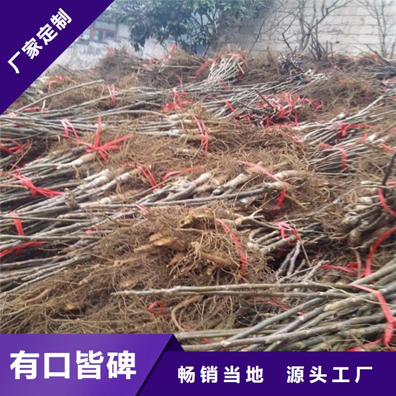 核桃苗大紅袍花椒苗產地工廠