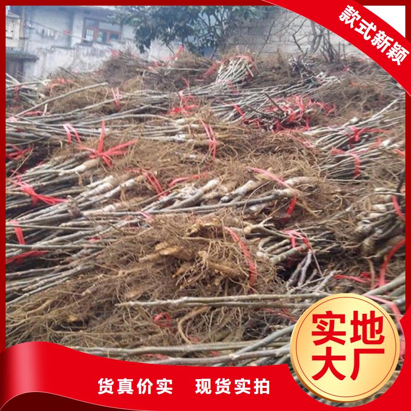核桃苗_紅肉西梅優(yōu)良材質(zhì)