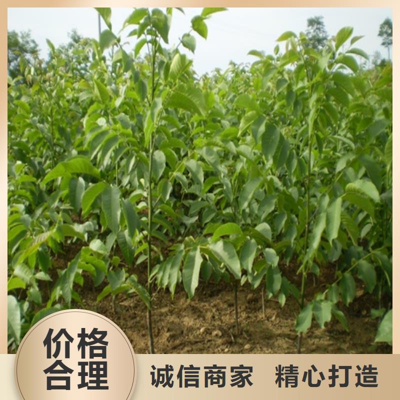 核桃苗無籽葡萄樹苗精益求精