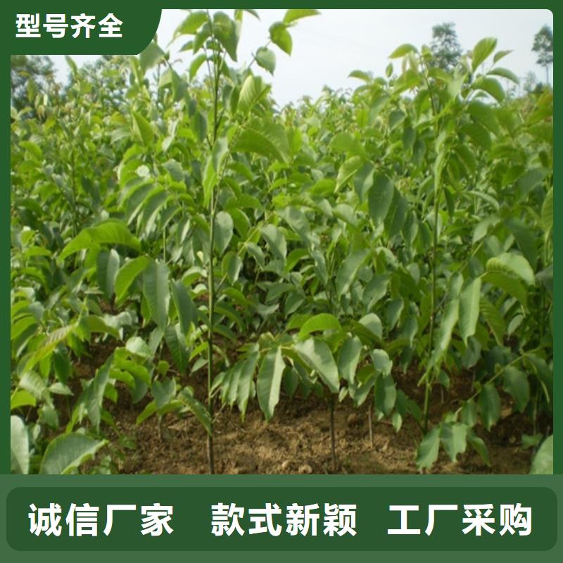 核桃苗蘋果苗基地用心服務