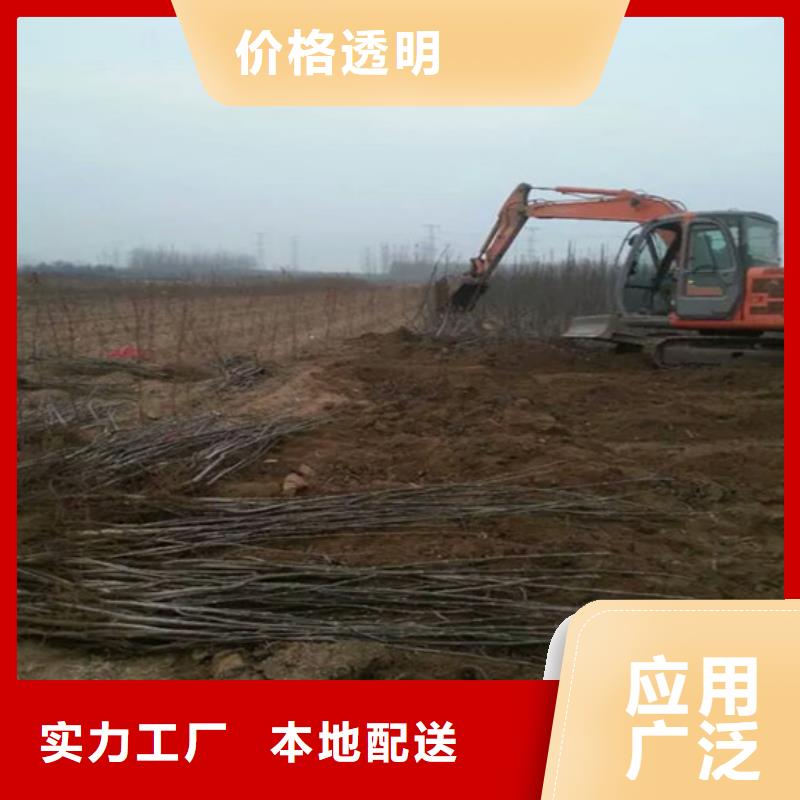 核桃苗【毛蟠桃樹苗】定制批發