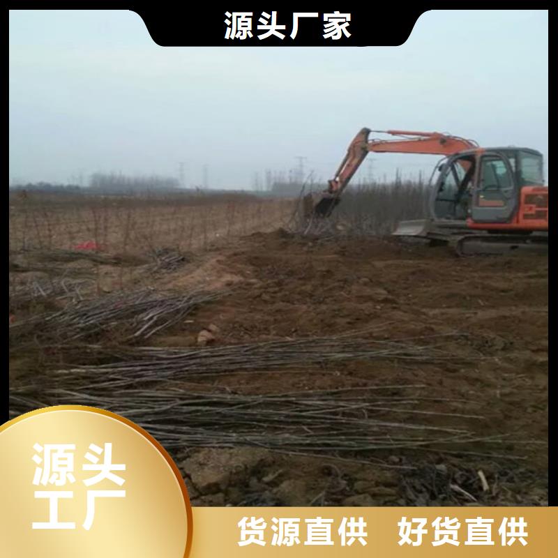 核桃苗【桃樹苗基地】廠家直銷規格多樣