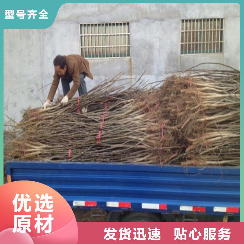核桃苗_果樹苗工廠直供