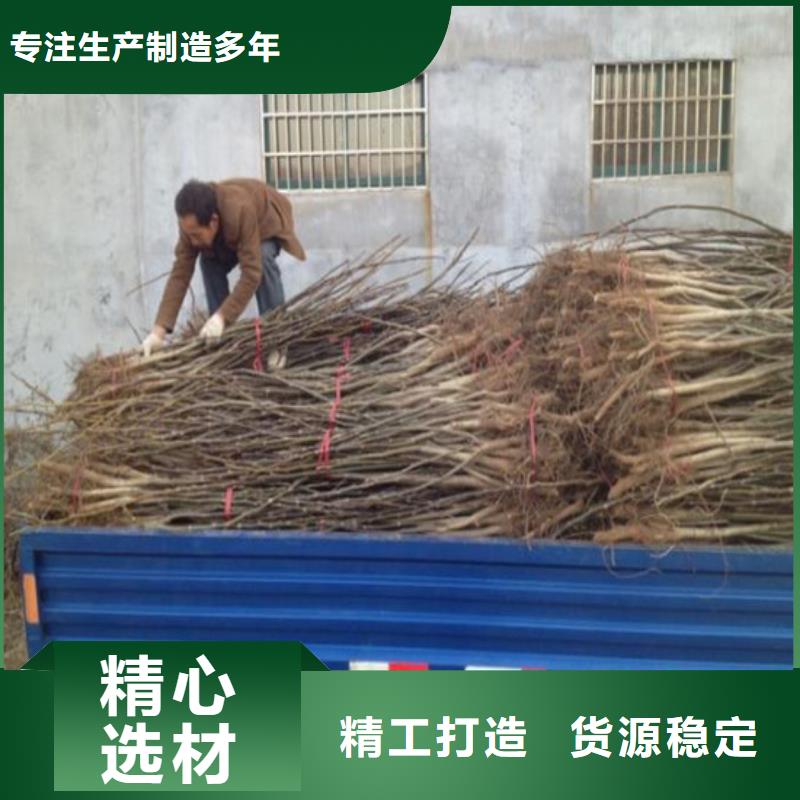 核桃苗果樹苗老品牌廠家