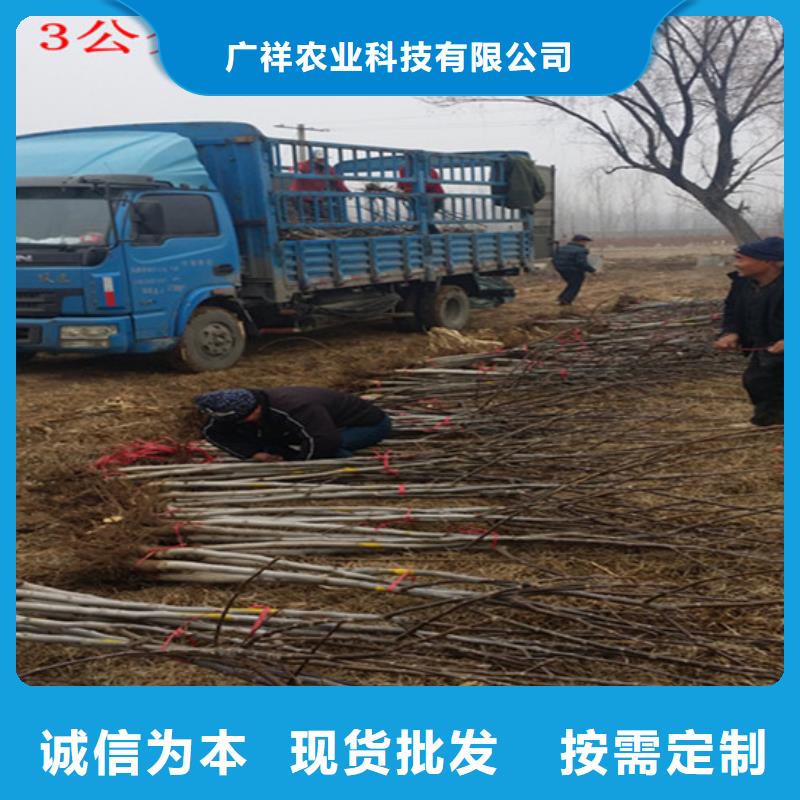 核桃苗徐香獼猴桃樹苗歡迎來廠考察