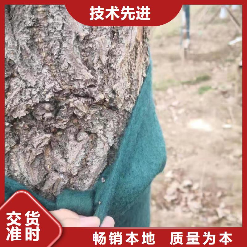 裹樹布植草格滿足客戶需求