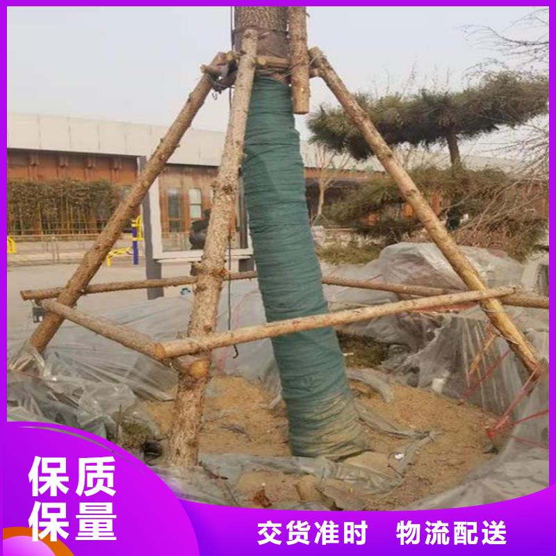 精选优质材料<中齐>裹树布软式透水管源厂直接供货