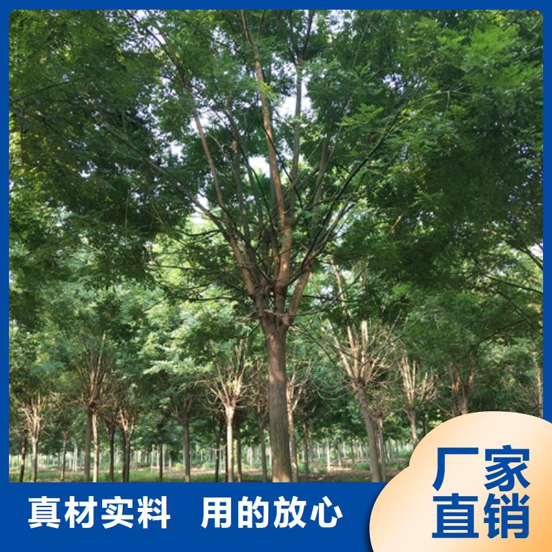 法桐櫻花追求品質