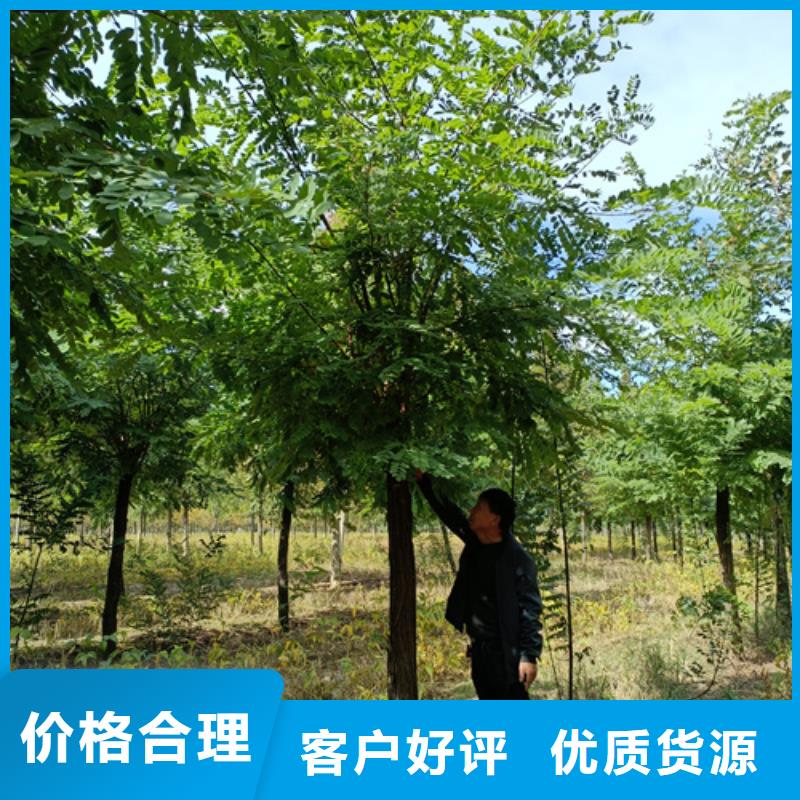 法桐白蠟產品細節參數