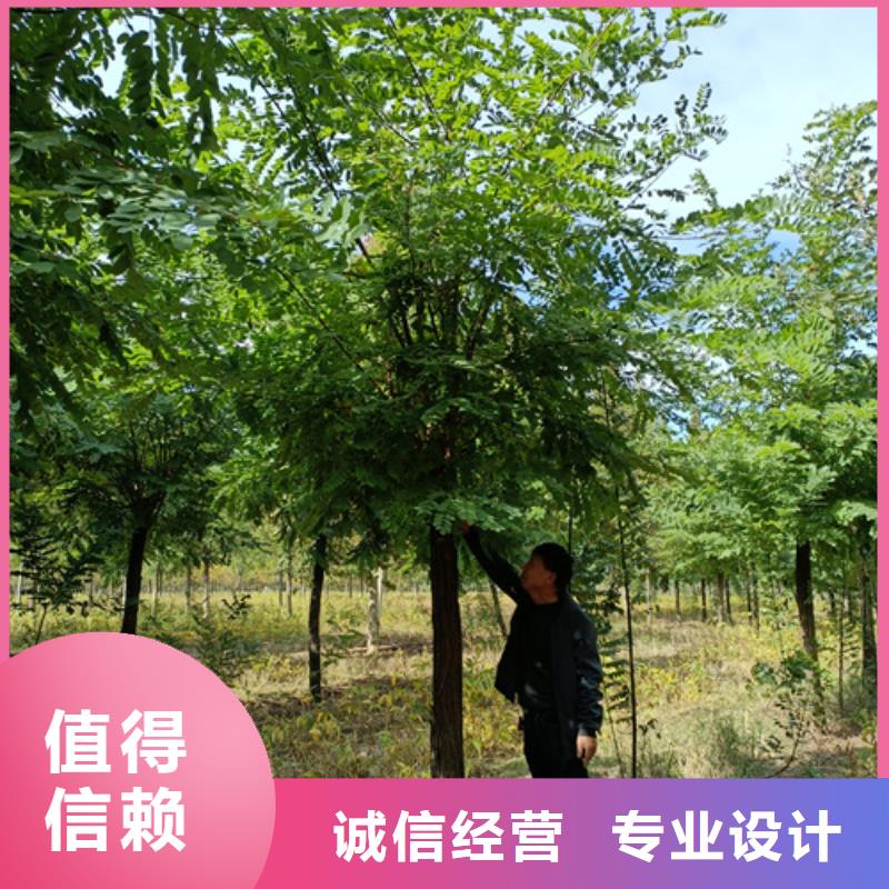 法桐櫻花追求品質