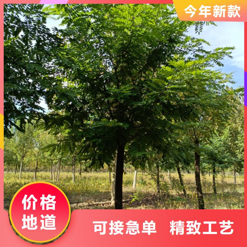 法桐北京欒價格地道