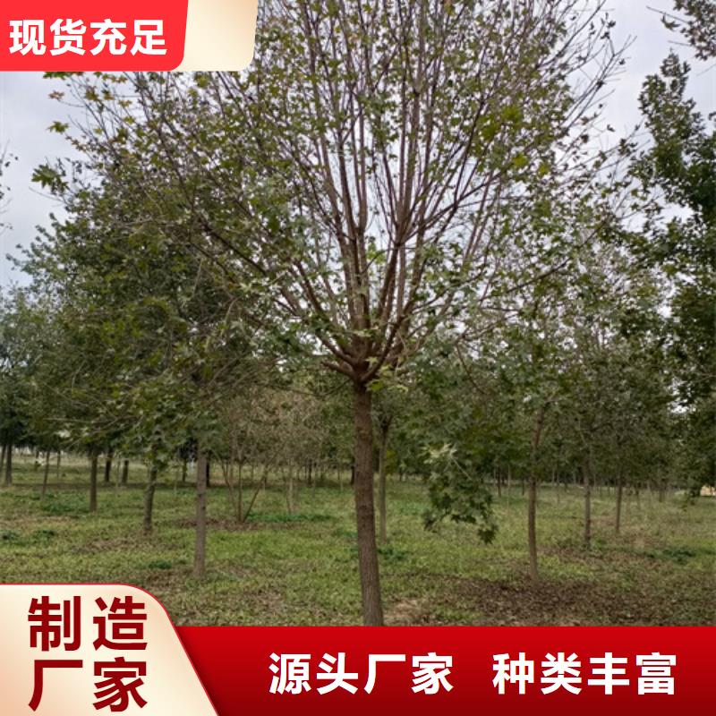 法桐垂絲海棠細節之處更加用心