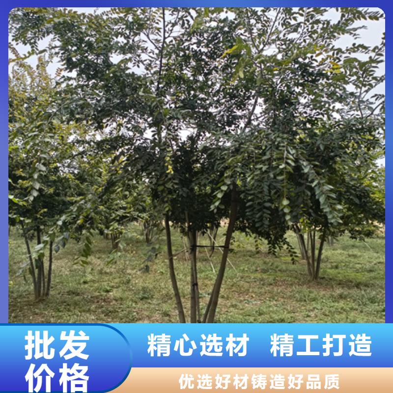 法桐垂絲海棠細節之處更加用心