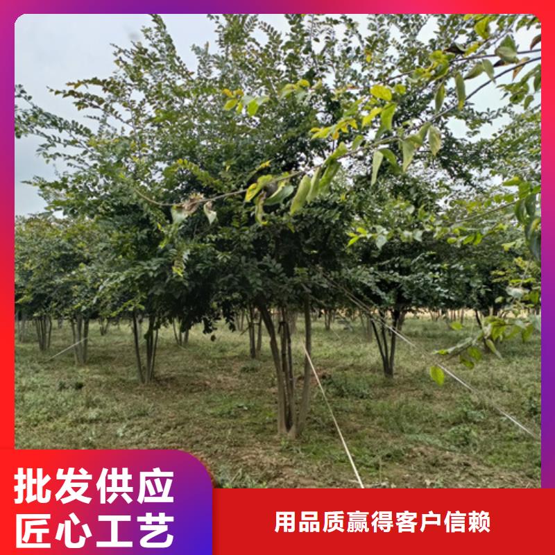 法桐櫻花根據要求定制