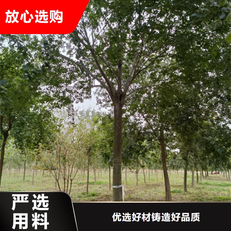 法桐白蠟現貨快速采購