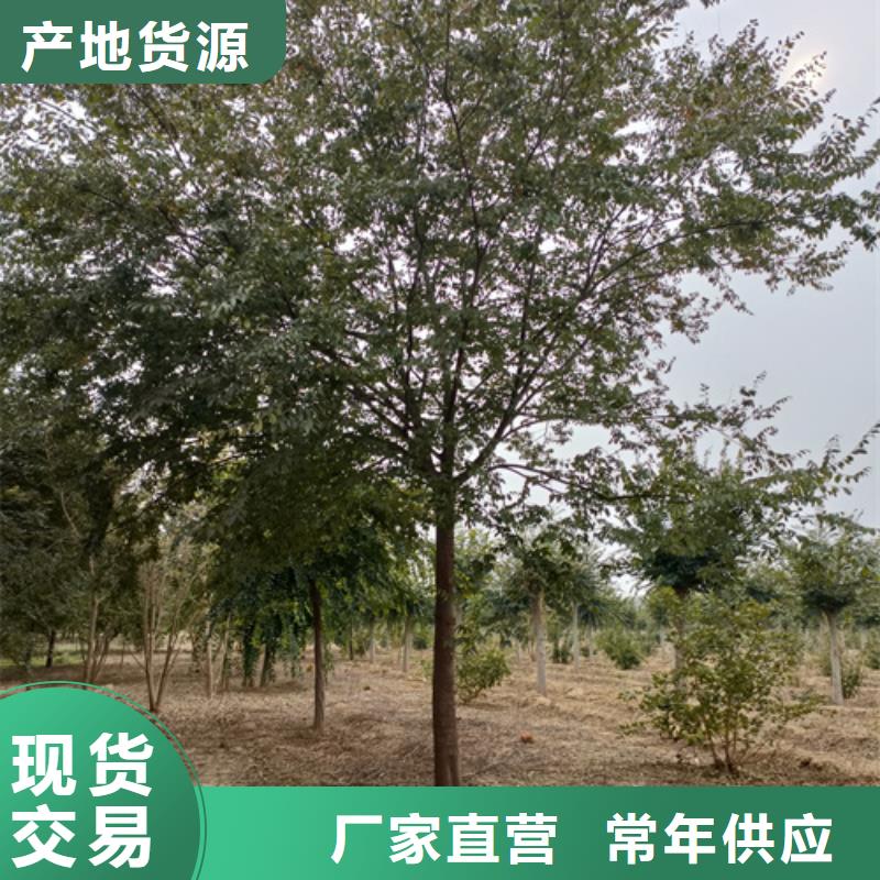 【法桐】美國紅楓質(zhì)優(yōu)價廉